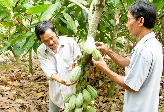  Hạt ca cao Việt Nam được giá nhờ hương vị độc đáo