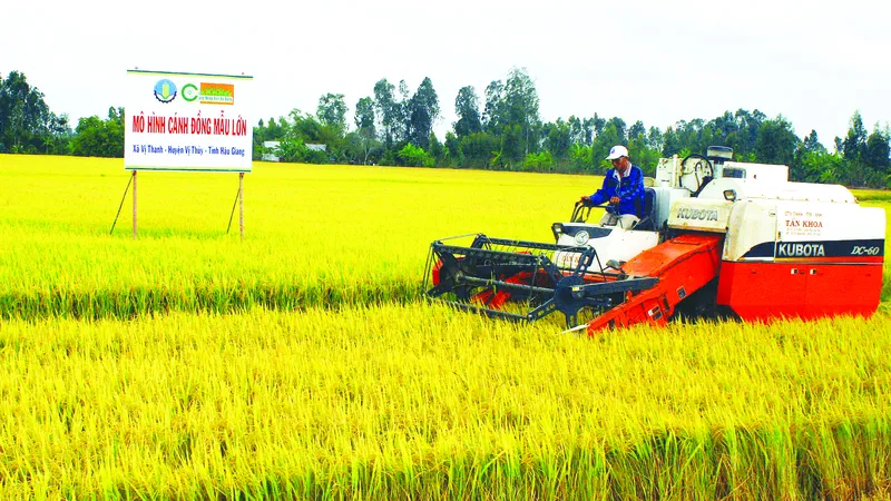 Đồng bằng chuyển mình