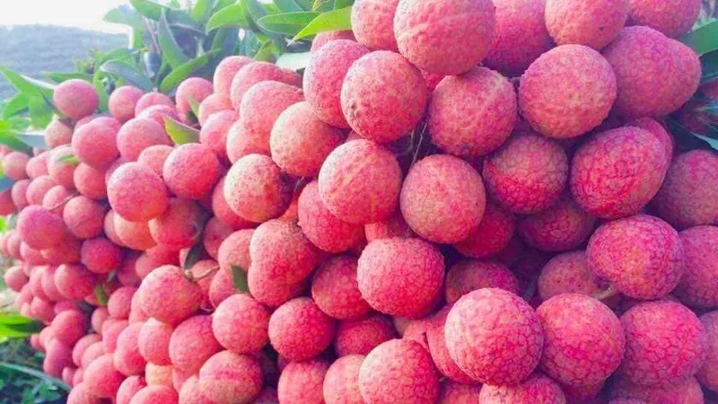 Mở bán vải thiều trên “Gian hàng Việt trực tuyến”