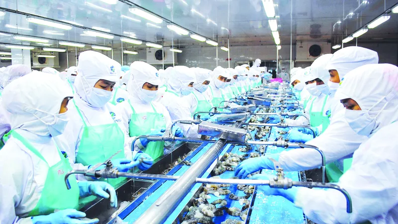 Chế biến tôm xuất khẩu ở Nhà máy Thủy sản Minh Phú, tỉnh Cà Mau