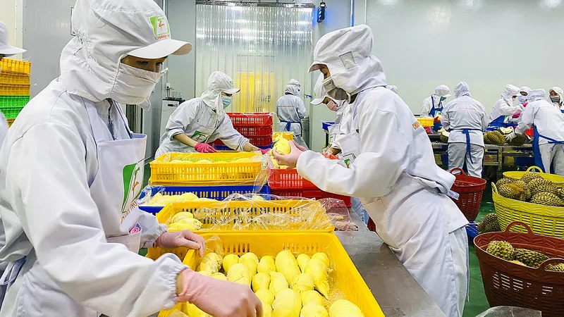 Đầu tư kho lạnh: Chủ động xuất khẩu, chế biến trái cây, nông sản