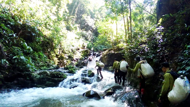 Dưới tán rừng già