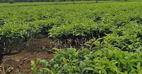 Phản hồi từ bài viết “Làng quê bất an vì trộm cắp”: Địa phương đang cố gắng chuyển hóa địa bàn
