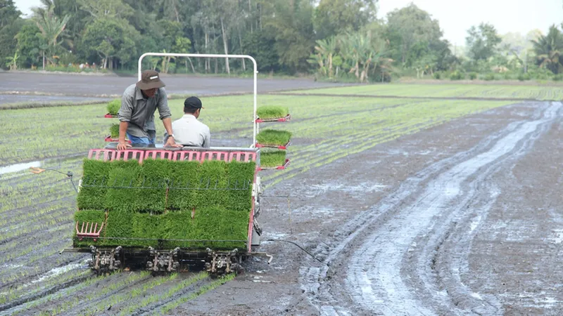 Để cánh đồng lớn thật sự lớn - Bài 2: Đổi mới cách tiếp cận để phát triển