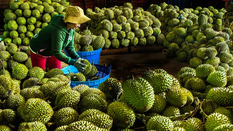 Sầu riêng là một trong những trái cây chủ lực ở TP Long Khánh. Ảnh: VĂN HỢP