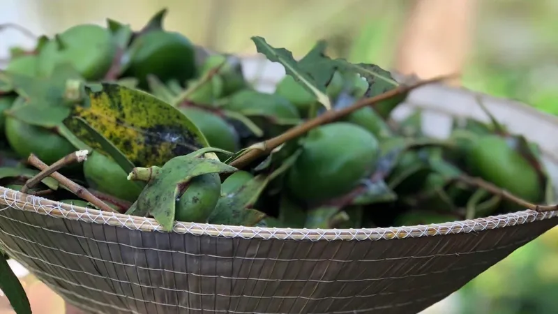Chua chát vị bần