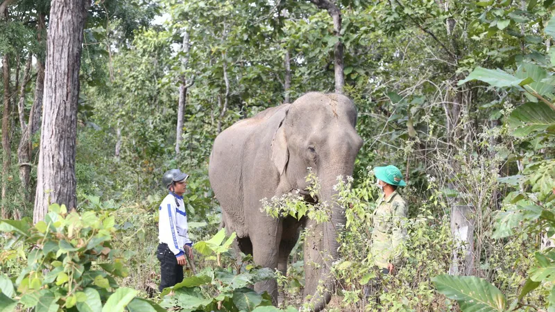 Nỗ lực cứu voi Tây Nguyên