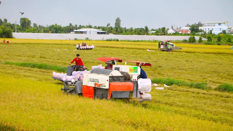 Nhiều chủ máy gặt đập liên hợp phải chạy vạy tìm dầu để máy hoạt động