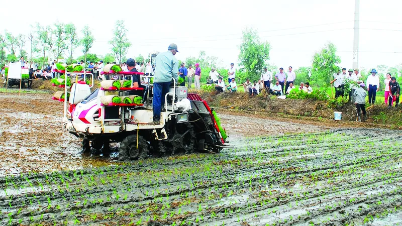 Giúp nông dân thu lợi từ “đơn đặt hàng” của doanh nghiệp xuất khẩu