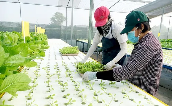 Kết nối công nghệ xanh, nông nghiệp sạch