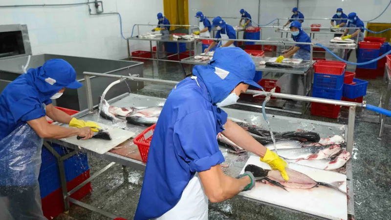 Những người làm nên thủ phủ cá tra đất sen hồng