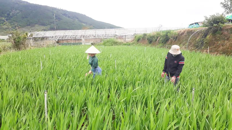 Vựa hoa lay ơn Hiệp An, huyện Đức Trọng (Lâm Đồng) bị nở trễ do mưa và lạnh. Ảnh: ĐOÀN KIÊN