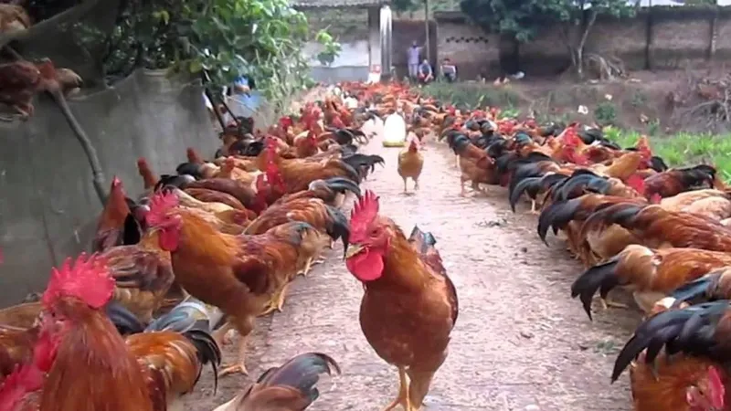 Đồng Nai: Gà trống thiến hút hàng dịp tết