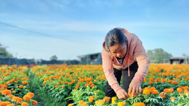 Sắc hoa màu nhớ 