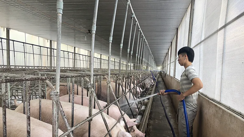 Ngành chăn nuôi heo xoay xở vượt khó