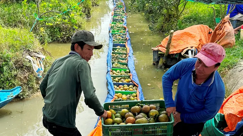 Bao giờ thoát khỏi vòng lẩn quẩn “trồng rồi lại chặt”?