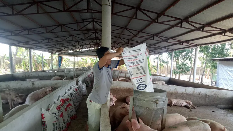 “Thủ phủ” chăn nuôi trước nguy cơ… treo chuồng