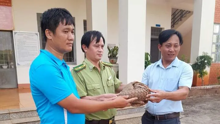 Hai giáo viên ở Bình Phước bắt được tê tê quý hiếm bàn giao cho kiểm lâm
