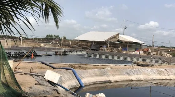 Đồng Tháp Mười không để phát sinh diện tích nuôi tôm mới