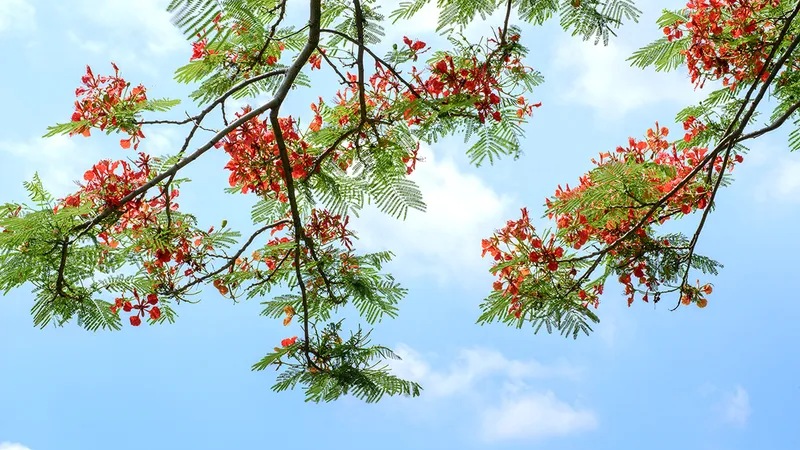 Sang hạ