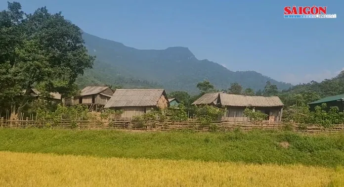 Ka Ai bội thu lúa nước nhờ bộ đội biên phòng 10 năm kiên trì