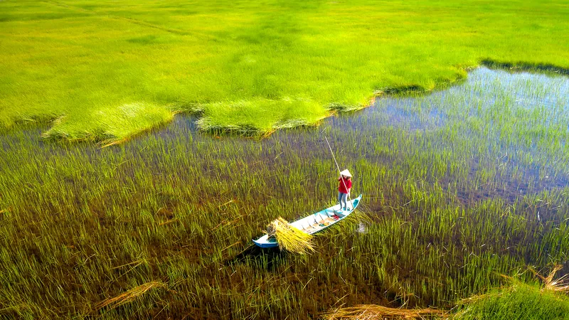 Cánh đồng thơ ấu