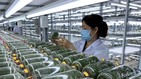 Khéo ăn thì no, khéo co thì ấm