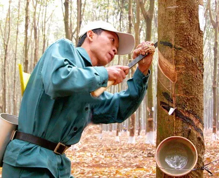 Xuất khẩu cao su 6 tháng đầu năm giảm 22%