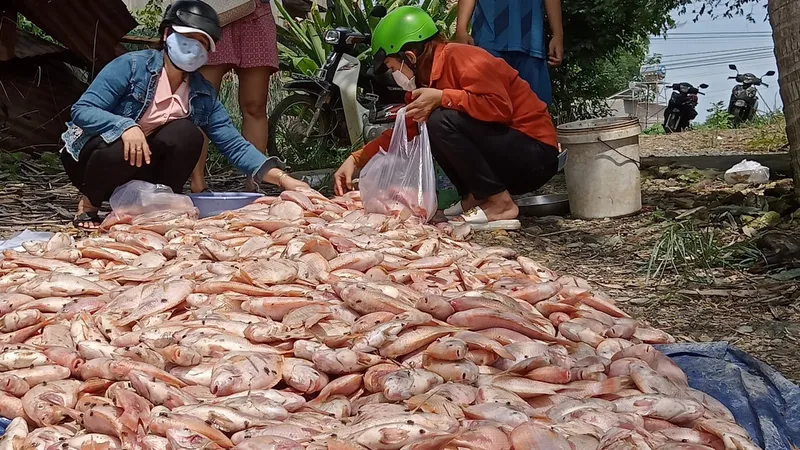 Đồng Nai: Mưa lớn gây ngập úng, cuốn trôi hàng trăm tấn cá nuôi lồng bè
