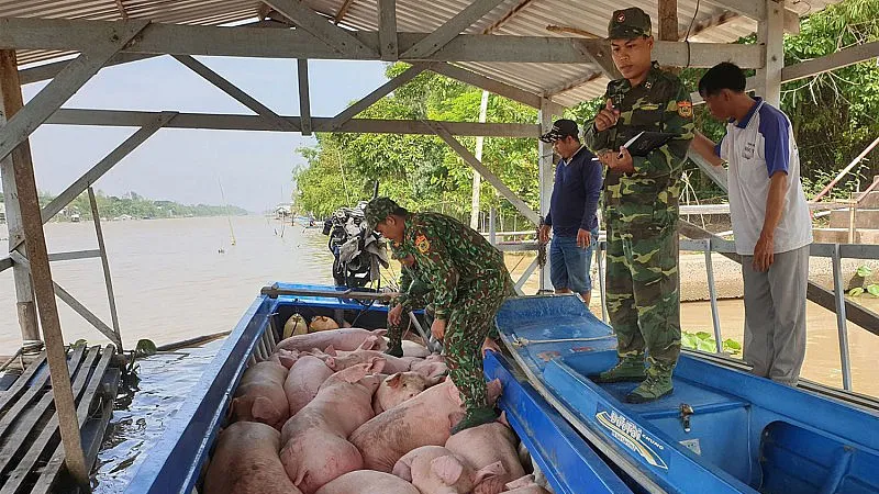 Ngăn chặn các trường hợp buôn bán, vận chuyển trái phép heo qua biên giới