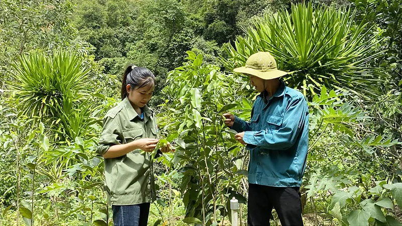 Làm giàu dưới tán rừng - Bài 1: Chinh phục những “kỳ hoa dị thảo”