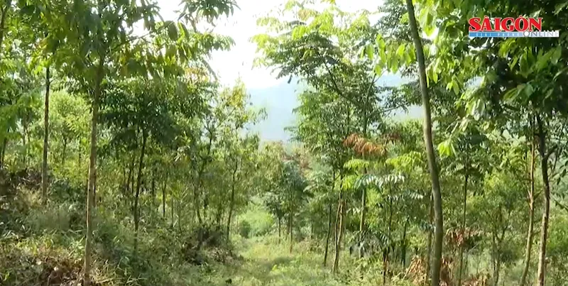 Quảng Bình: Nông dân đam mê trồng rừng bản địa 