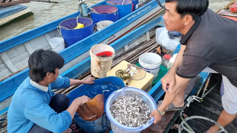 Khó tìm đặc sản cá linh non