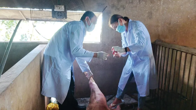 Dịch tả heo châu Phi lây lan mạnh ở Quảng Trị