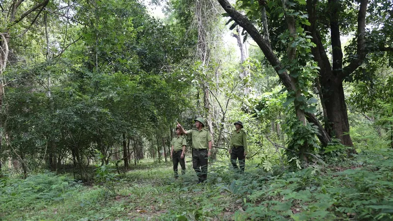 1 triệu ha rừng trồng gỗ lớn, có chứng chỉ