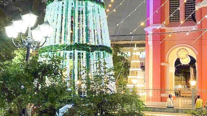 Hoa mùa vọng; Mùa đông mỏng