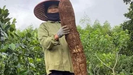Nông dân ở Phú Yên đào được củ mì khổng lồ