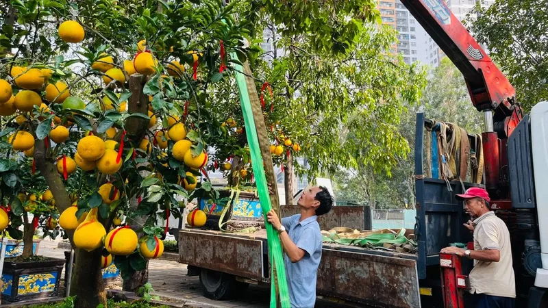 Hoa kiểng nhộn nhịp đổ về TPHCM
