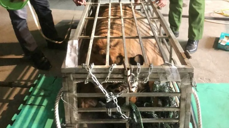 Cá thể động vật nghi hổ nặng 200kg