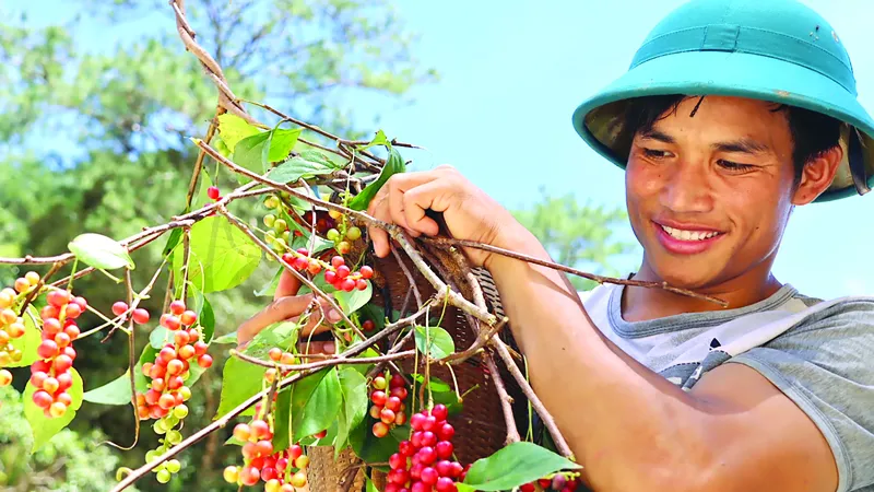Ngũ vị tử chín đỏ mọng trên núi Ngọc Linh