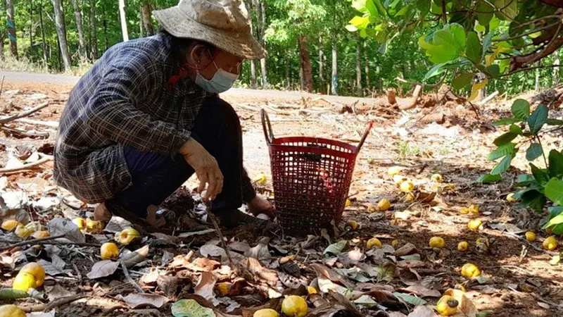 Bình Phước: Giá điều xuống thấp