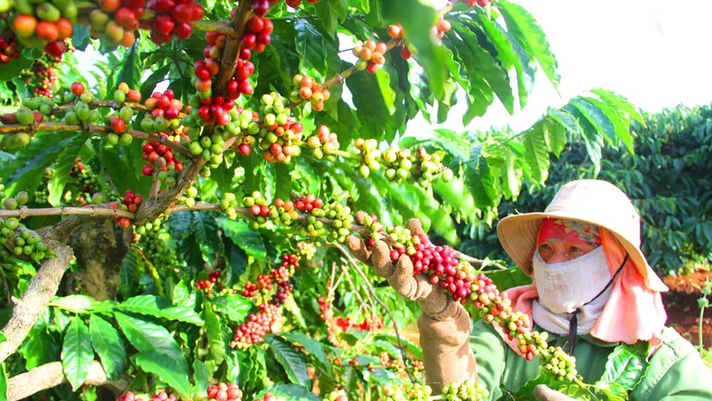 Dư địa mới cho cà phê Việt