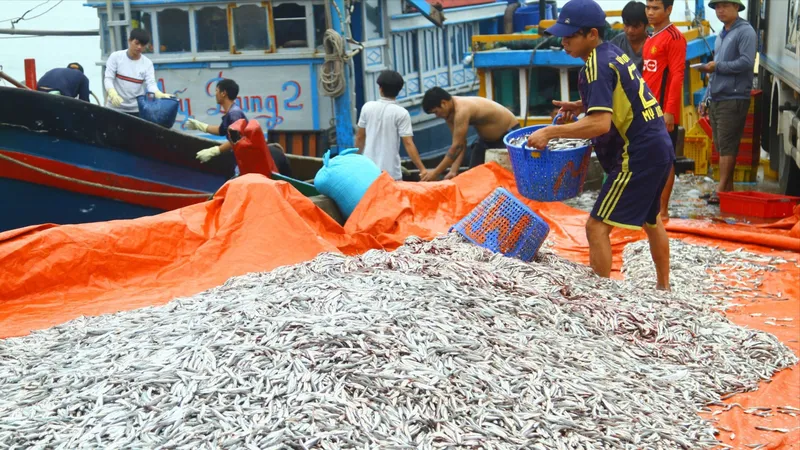 Quảng Bình: Ngư dân trúng đậm cá cơm