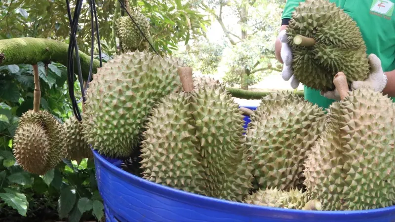 Trung ương Hội Nông dân Việt Nam hỗ trợ người trồng sầu riêng tại tỉnh Phú Yên