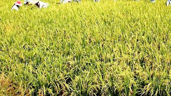 Tử vong do ngã vào ruộng lúa có giăng điện xuyệt chuột