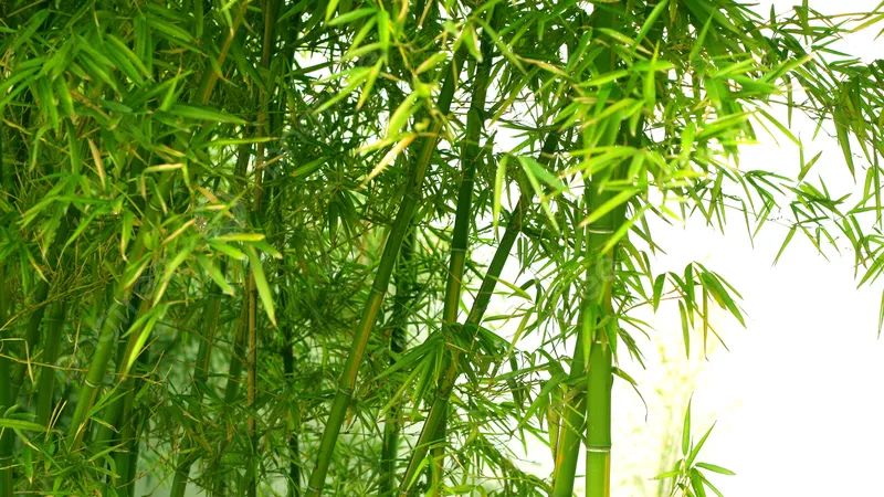 Những hồi ức vinh quang
