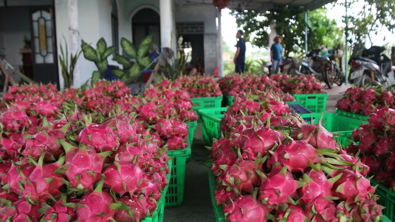Giá thanh long tăng cao