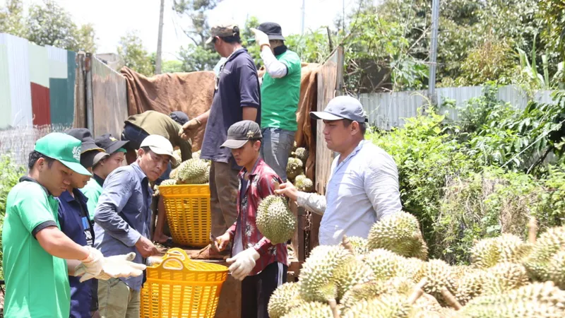 Sản xuất nông nghiệp không theo quy hoạch: Thiệt đơn, thiệt kép - Bài 1: Đổ xô trồng cây “bạc tỷ”