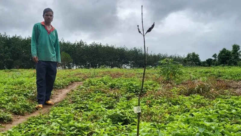 Kon Tum chỉ đạo làm rõ vụ mắc ca trồng bị chết hàng loạt