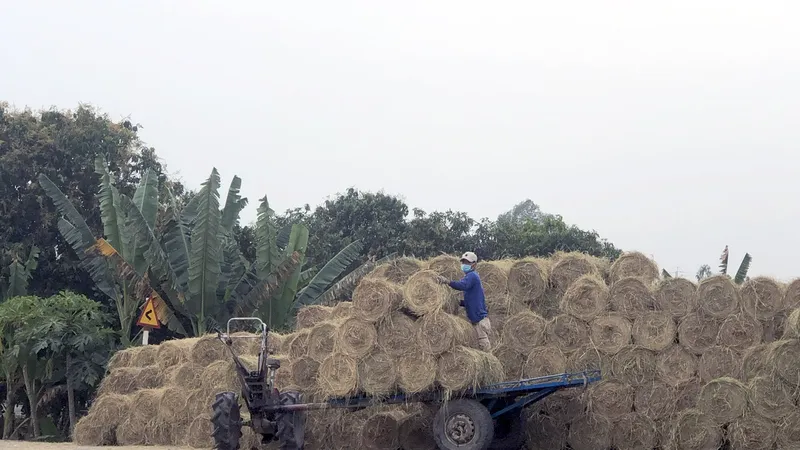 Rơm cuộn tại huyện Tam Nông (tỉnh Đồng Tháp) được nông dân tận dụng bán để tăng thêm thu nhập